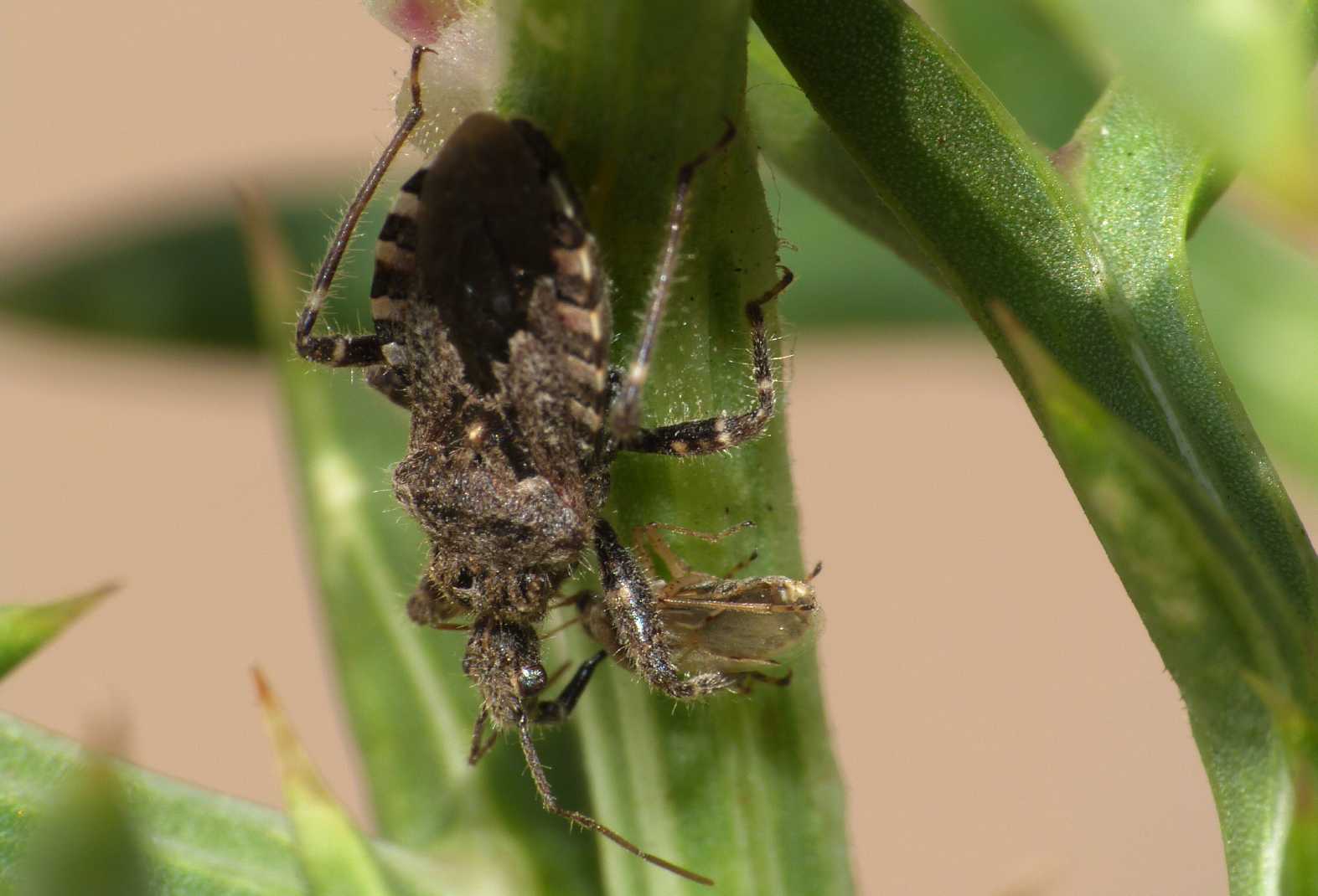 Reduviidae: Coranus griseus di Isola dei Gabbiani (Palau)